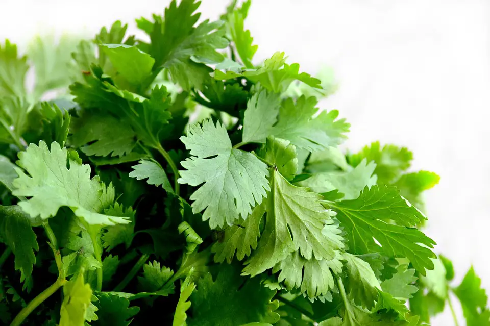 coriander for thyroid