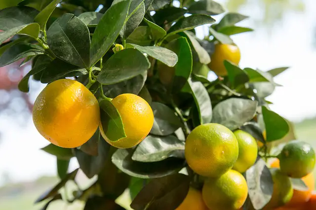 Benefits of Calamansi on Skin