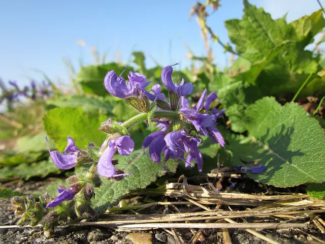 clary sage for acne