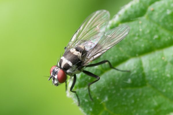 Essential Oils for Fruit Flies