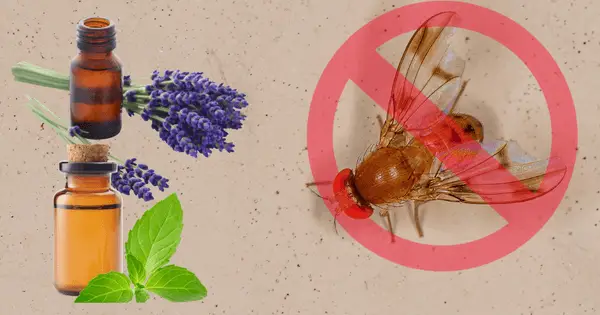 essential oils for getting rid of fruit flies