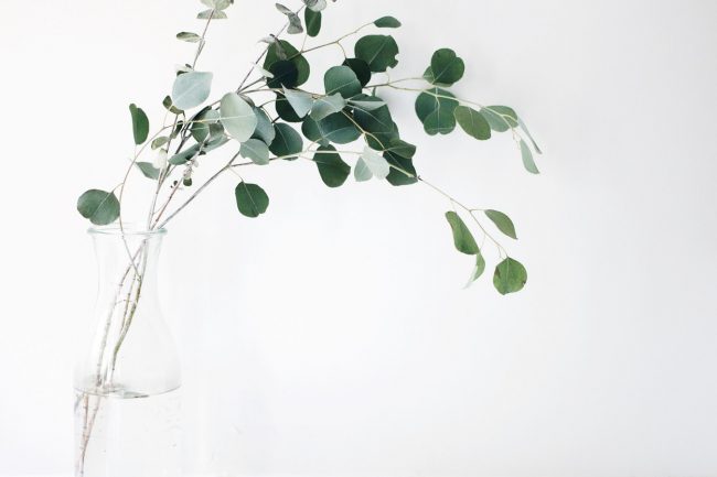 Eucalyptus Oil for Acne & Acne Scars 1