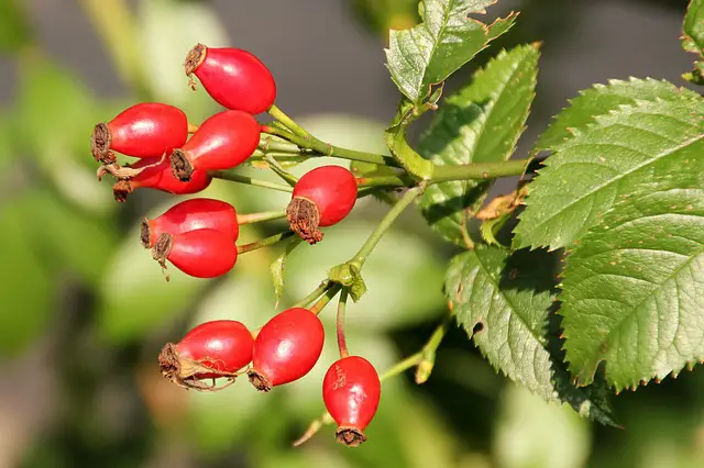 Rosehip Oil for Oily Skin