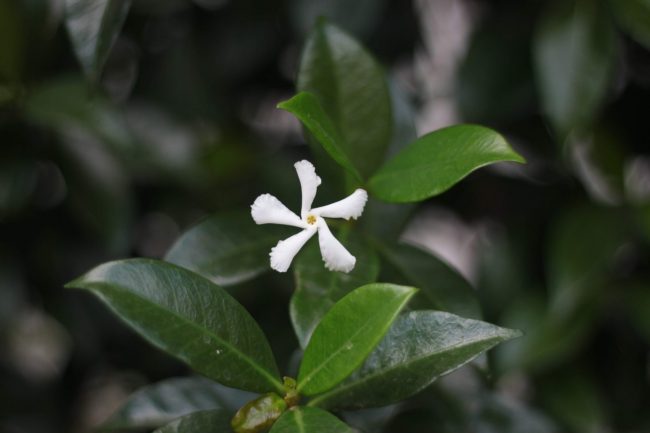 jasmine oil for skin