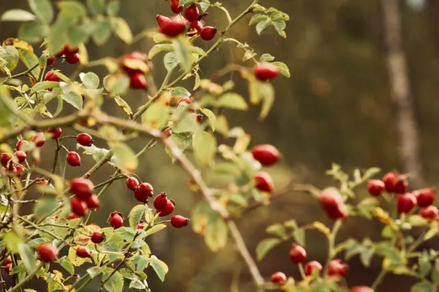 rosehip oil for eczema