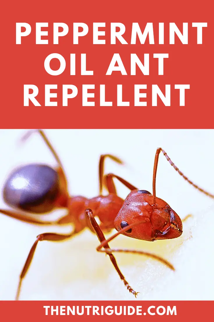 peppermint oil ant repellent