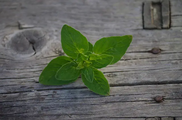 Oil of Oregano for Acne