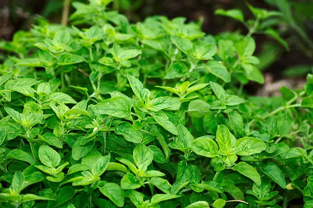 Oregano Oil for Eczema