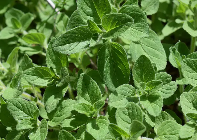 oregano for cough