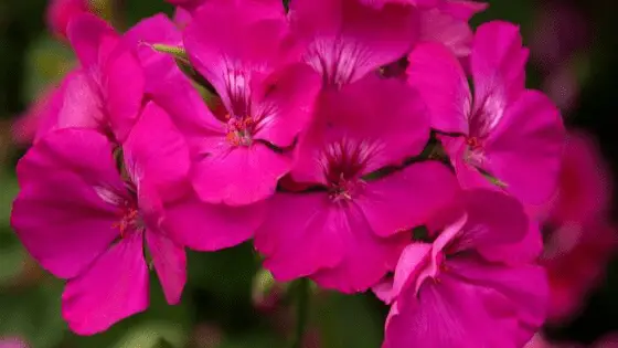 geranium oil for adrenal fatigue