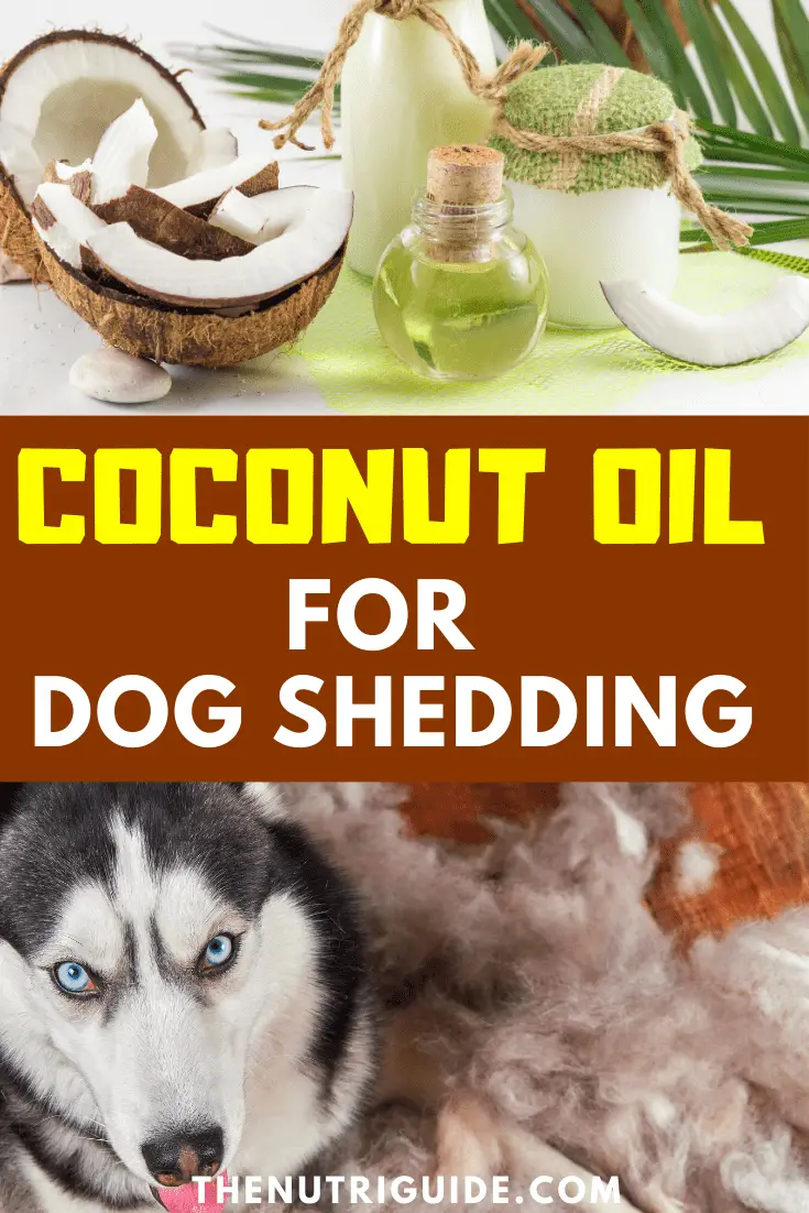coconut oil for dog shedding