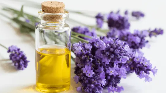 lavender oil for beards recipes