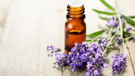 lavender oil for ringworm