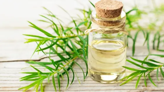 tea tree oil for ringworm