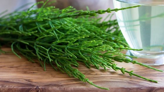 horsetail oil for hair benefits