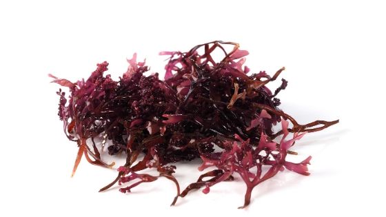 Irish moss (Sea Moss) for hair benefits