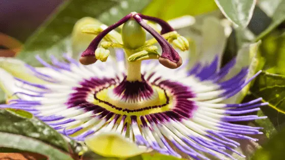 passion flower for anger and anxiety