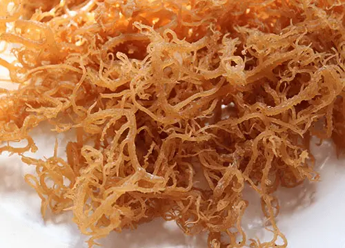 Irish Sea Moss for Hair