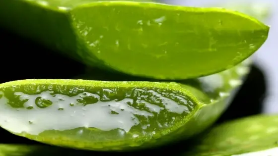 aloe for sunburns