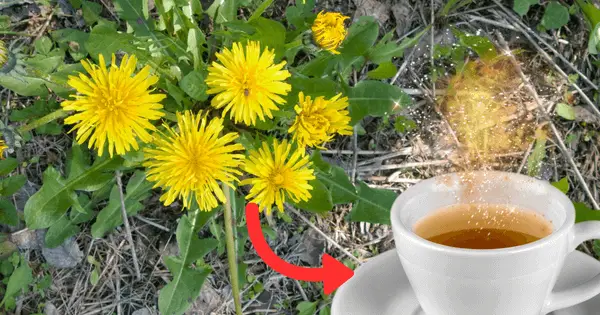 dandelion root tea