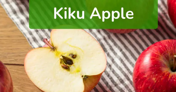 kiku apples